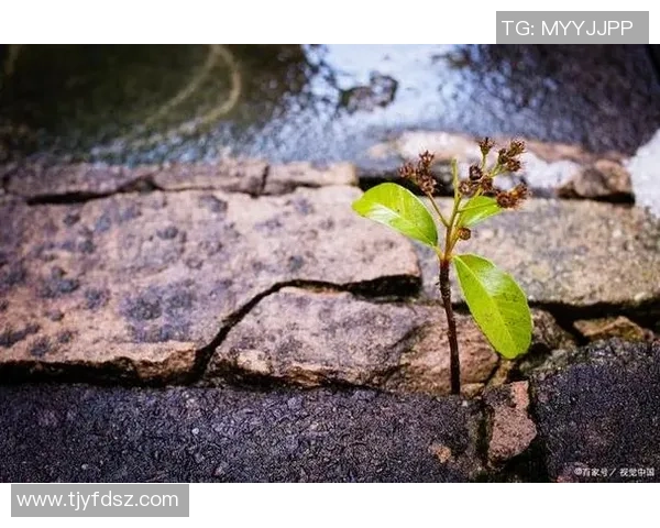 景菡一的成长之路与人生哲学探讨：从梦想起航到实现自我价值的旅程